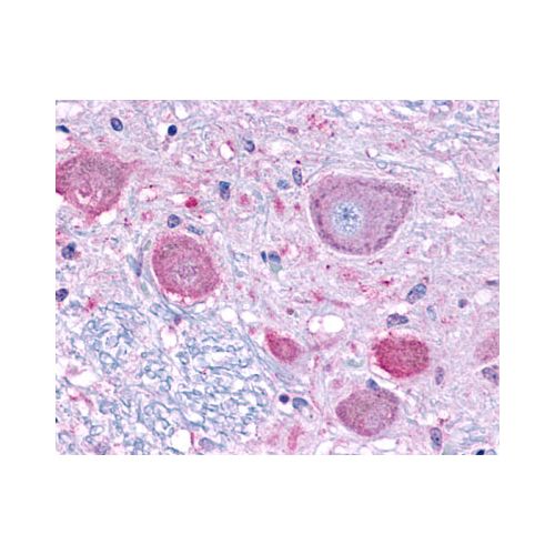 NPFF1 Receptor (C-Terminus) antibody