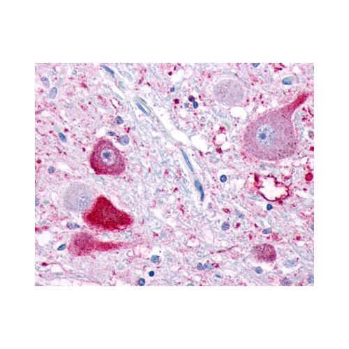 NPFF1 Receptor (Extracellular Domain) antibody