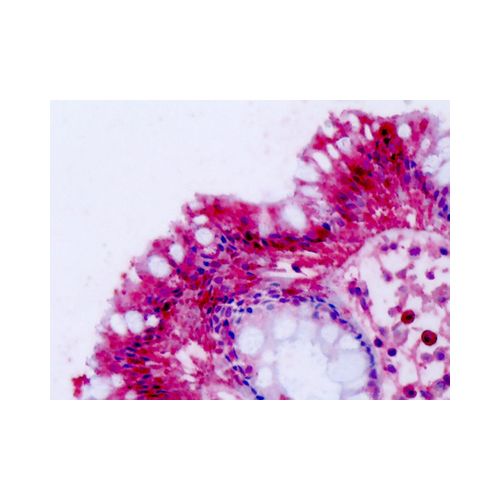 NPFFR2 (C-Terminus) antibody