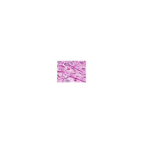 NPFFR2 (N-Terminus) antibody