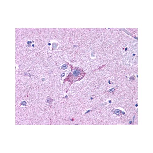 NPY5R (Cytoplasmic Domain) antibody