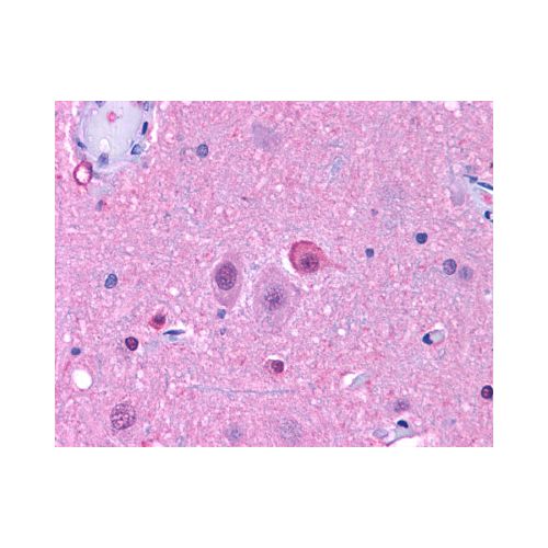 NPY5R (Cytoplasmic Domain) antibody