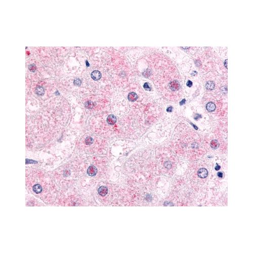 NR0B2 (Ligand-binding Domain) antibody