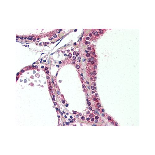 NR1D2 (Internal) antibody
