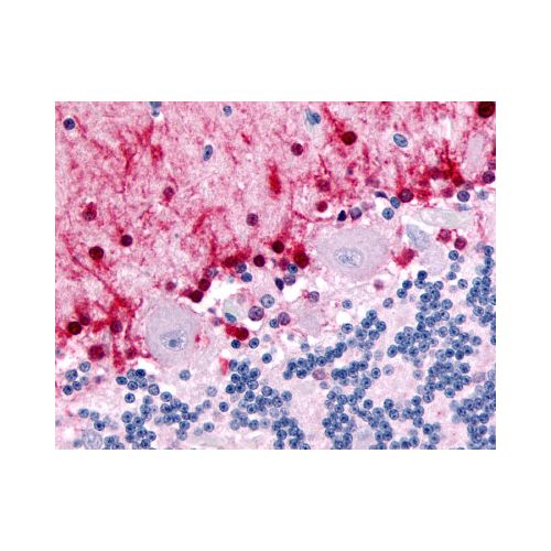 NR1D2 (Ligand-binding Domain) antibody