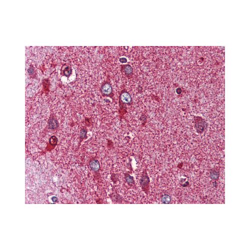NR4A3 (Internal) antibody