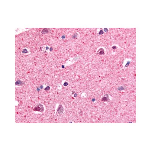 NR4A3 (Modulating Domain) antibody