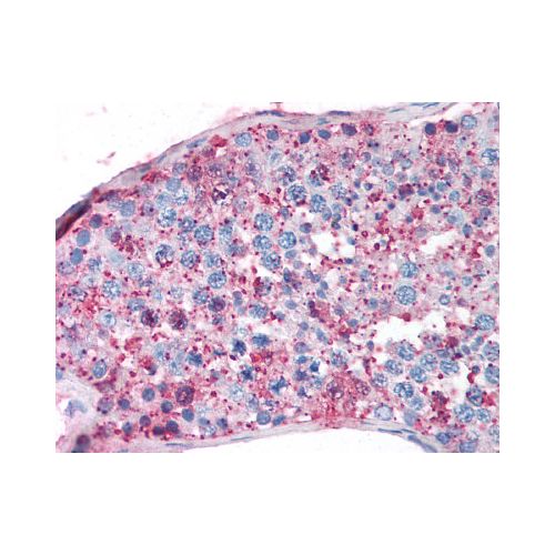 NR5A1 (C-Terminus) antibody