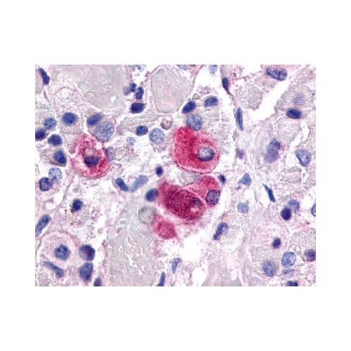 NR5A1 (Internal) antibody