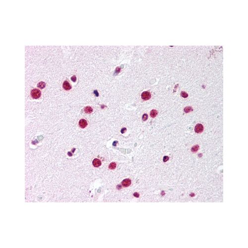 NR5A1 (Ligand-binding Domain) antibody