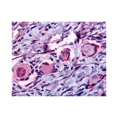 NUR77 (Internal) antibody