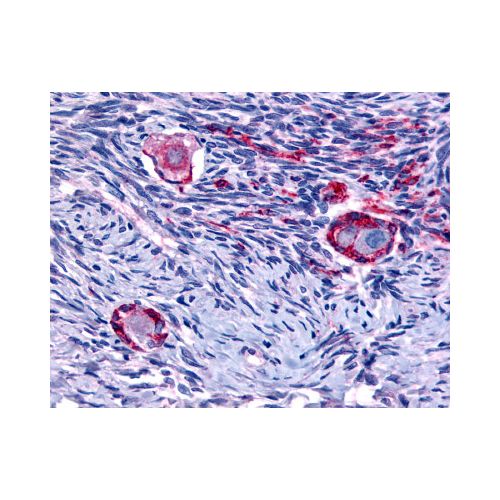 NUR77 (N-Terminus) antibody