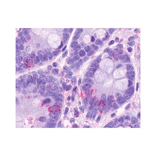 O3FAR1 / GPR120 (Cytoplasmic Domain) antibody