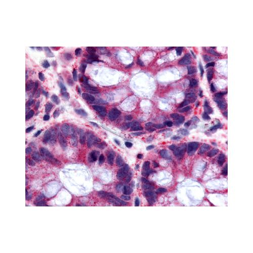 O3FAR1 / GPR120 (N-Terminus) antibody