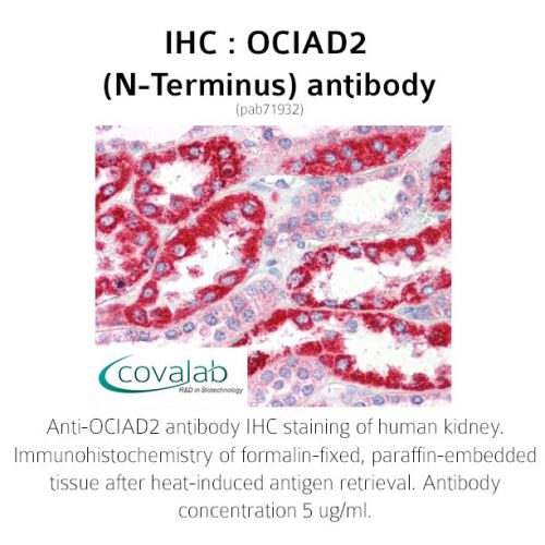OCIAD2 (N-Terminus) antibody