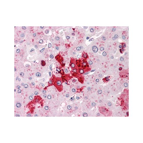 OLFM4 (Internal) antibody