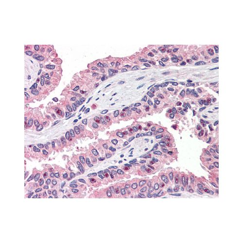 OLFM4 (Internal) antibody