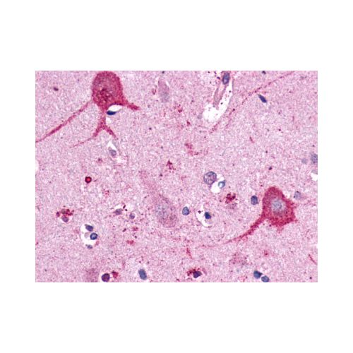 OPN3 / Encephalopsin (C-Terminus) antibody