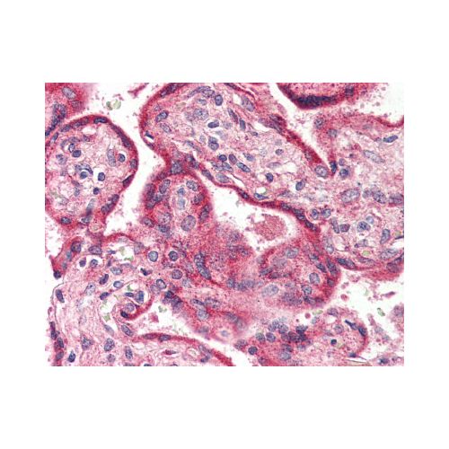 OPN3 / Encephalopsin (Internal) antibody