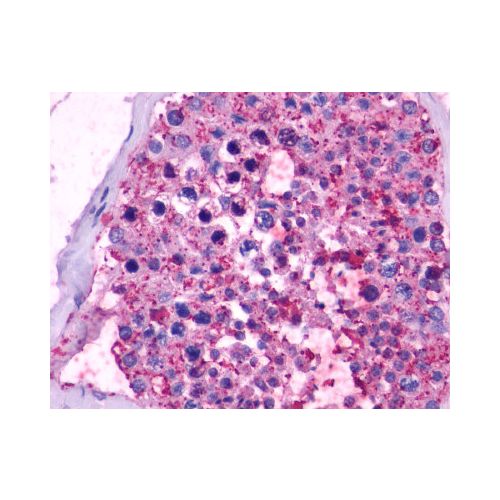 OPN5 (C-Terminus) antibody
