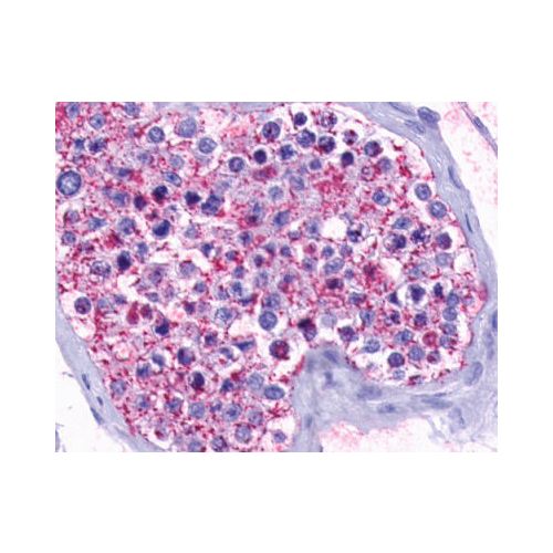 OPN5 (Transmembrane Domain) antibody