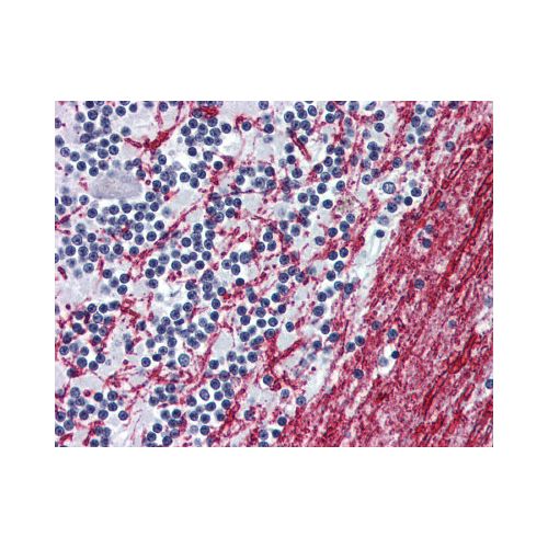 OPRM1 / Mu Opioid Receptor (N-Terminus) antibody