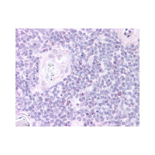 FOXN1 (C-Terminus) antibody
