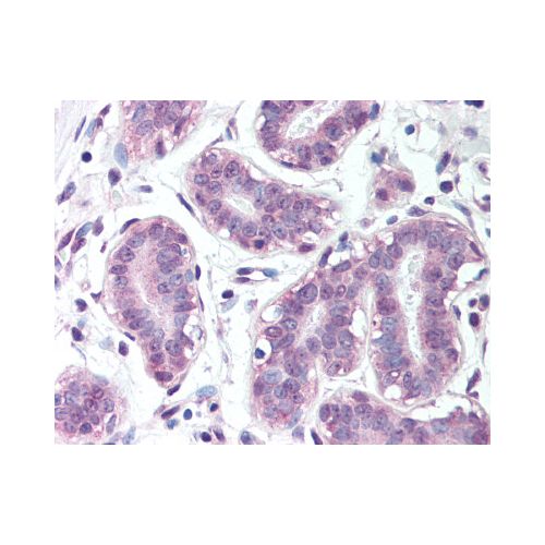 BRCA1 (Ser1423) antibody