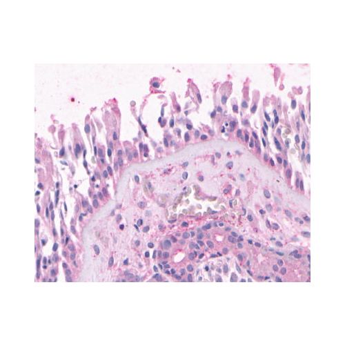 OR2A4 (Cytoplasmic Domain) antibody
