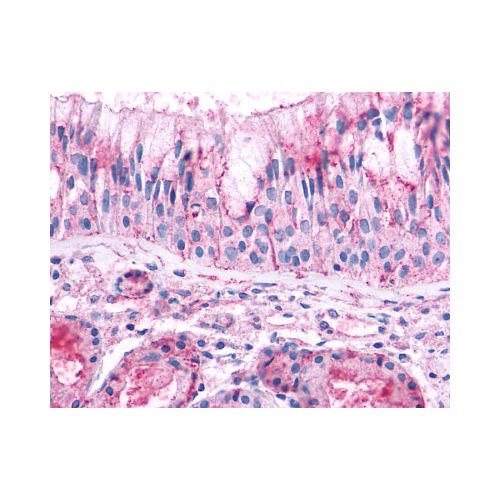 OR2A4 (Extracellular Domain) antibody
