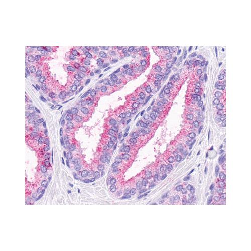 OR51E1 (C-Terminus) antibody