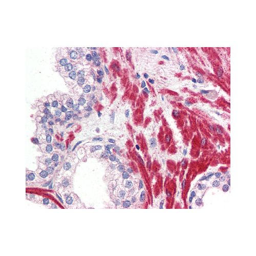 OR51E1 (Internal) antibody