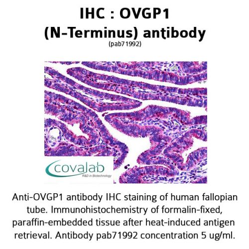 OVGP1 (N-Terminus) antibody