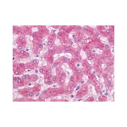 OXER1 (C-Terminus) antibody