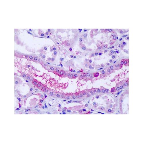 OXGR1 (Extracellular Domain) antibody