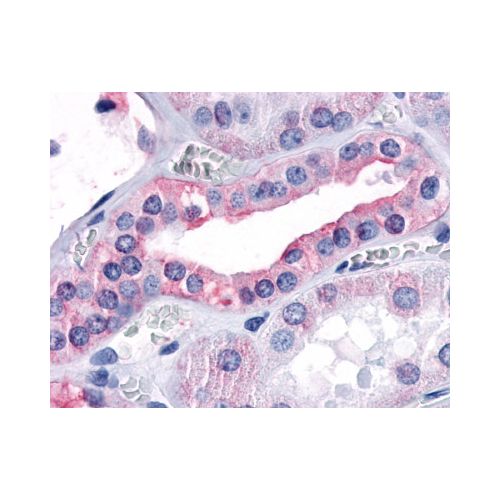 OXGR1 (Extracellular Domain) antibody