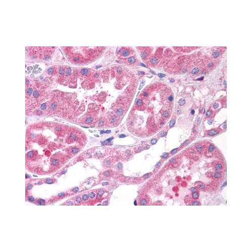 OXGR1 (N-Terminus) antibody