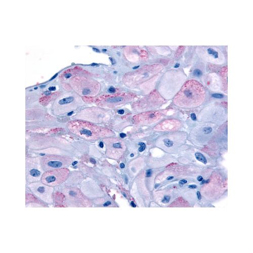 Oxytocin Receptor (Cytoplasmic Domain) antibody