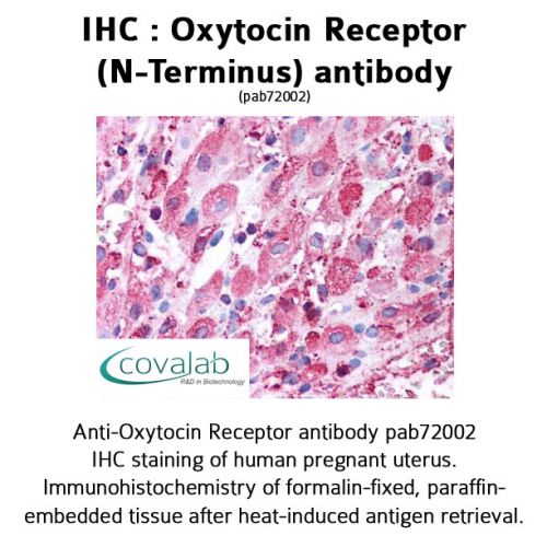 Oxytocin Receptor (N-Terminus) antibody