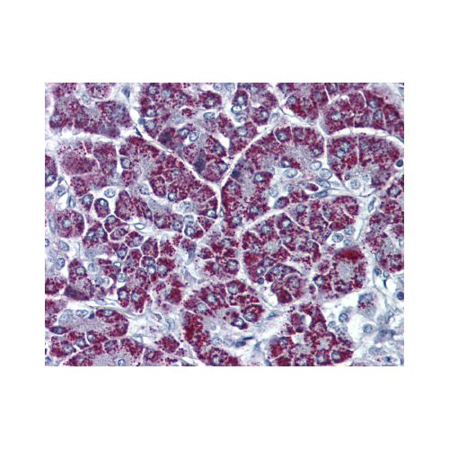 P2RX3 / P2X3 (C-Terminus) antibody