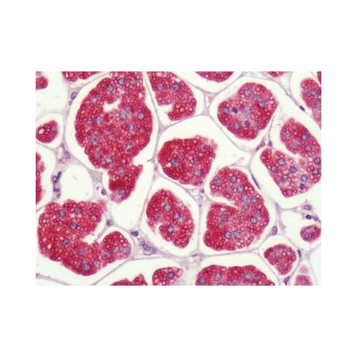 P2RY1 / P2Y1 (C-Terminus) antibody