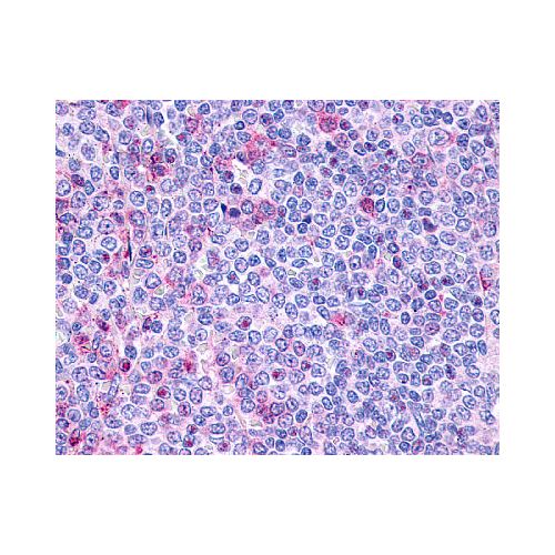 P2RY10 / P2Y10 (Extracellular Domain) antibody