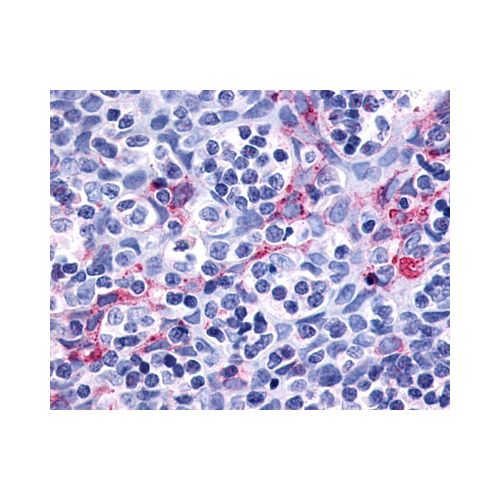 P2RY11 / P2Y11 (Cytoplasmic Domain) antibody