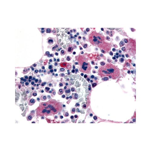 P2RY12 / P2Y12 (Cytoplasmic Domain) antibody