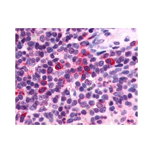 P2RY13 / P2Y13 (Cytoplasmic Domain) antibody