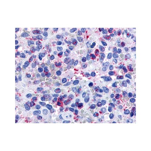 P2RY13 / P2Y13 (Extracellular Domain) antibody