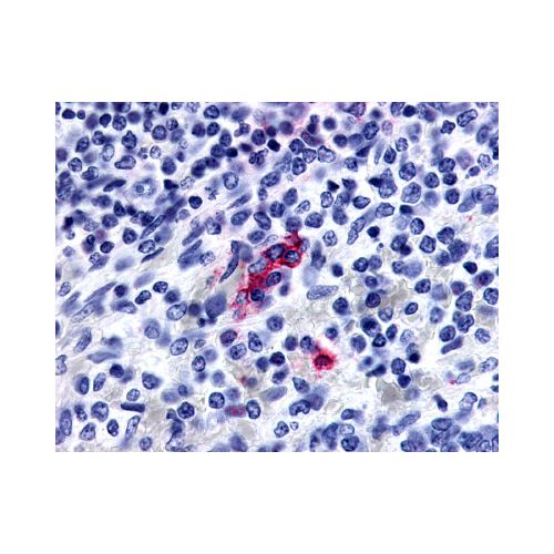 P2RY13 / P2Y13 (N-Terminus) antibody