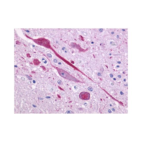 P2RY14 / P2Y14 (C-Terminus) antibody