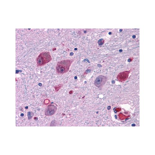 P2RY14 / P2Y14 (Extracellular Domain) antibody