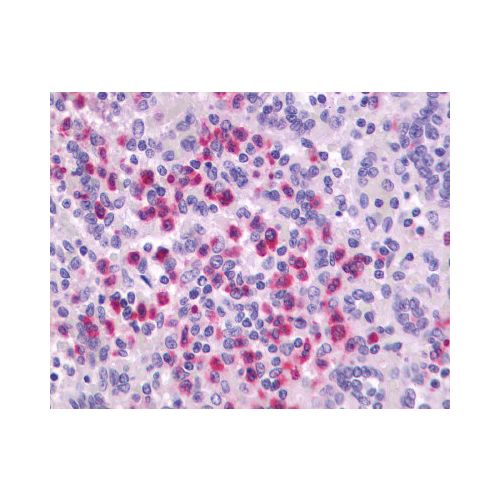 P2RY4 / P2Y4 (Extracellular Domain) antibody